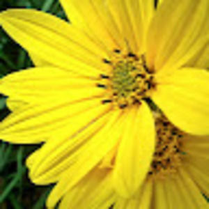 Meet your Posher, Amina